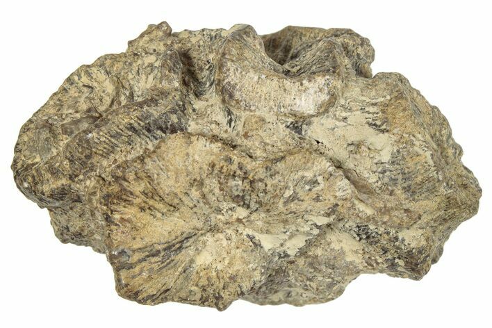 Jurassic Fossil Coral - Portugal #244808